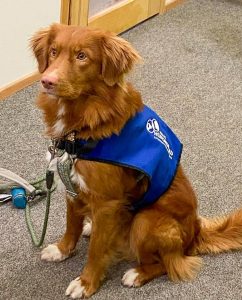 NovaScotia retriiver Aki