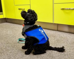 Kääbuspuudel Scooby