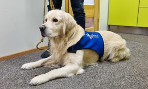 Kuldne retriiver Bruno