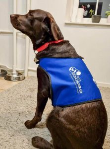 Labradori retriiver Monamie