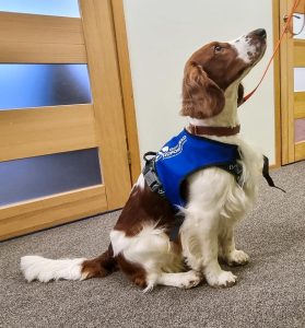 Welsh springer spanjel Winter